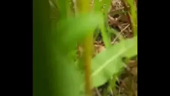 Naked horny MILF in a chamomile field masturbates, pisses and wards off a wasp / Angela-MILF