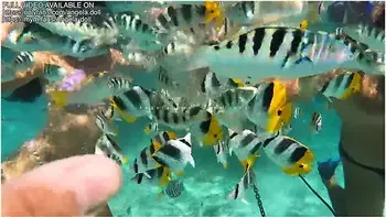 Angela Doll - French Vlog Luxury Slut Gets Fucked While Traveling Bora Bora French Polynesia