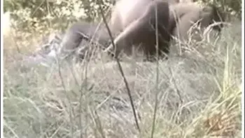 Cuckold Films His Slut French Wife With The African Bull