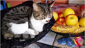 Lady Muffin - Sex With Cat In Front Of The Window