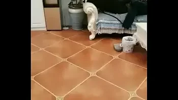 Chinese girl using chair legs as dildo