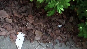 Czech Amateur Blowjob And Fucking Pov In Public