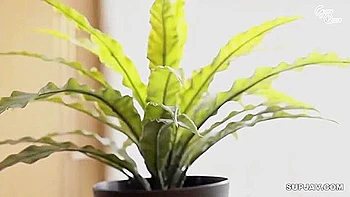 Neighbour Mary Tachibana - [decensored]