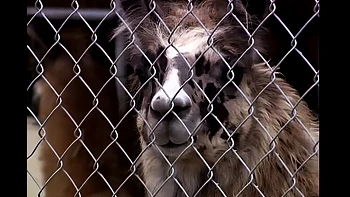 Brittney Skye reitet dicken Schwanz, heftiger Anal-Cumshot