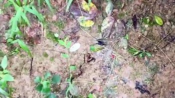 Outdoor haariger Blowjob auf Knien aus POV